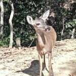 El encanto natural de Puerto Vallarta: Un paraíso de biodiversidad