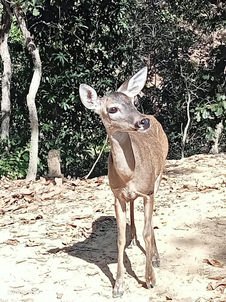 El encanto natural de Puerto Vallarta: Un paraíso de biodiversidad