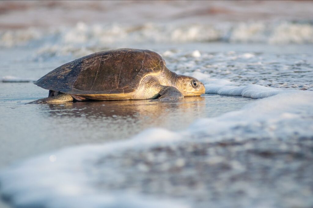 De Julio a Diciembre: Vive la Magia de la Liberación de Tortugas en Puerto Vallarta