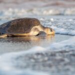 De Julio a Diciembre: Vive la Magia de la Liberación de Tortugas en Puerto Vallarta