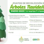 Habrá centros de recolección de pinos naturales
