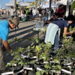 Gobierno del Bien busca que Vallarta sea certificada como una “Ciudad Árbol”