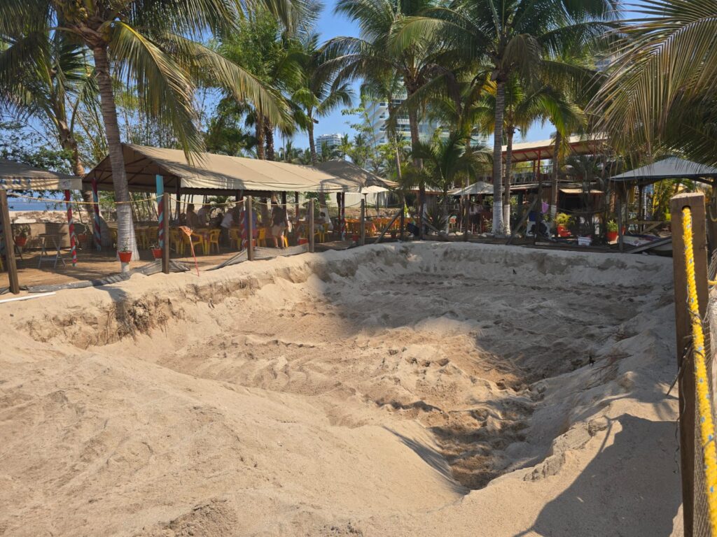 Gobierno de Munguía se prepara para la temporada de anidación de tortugas marinas