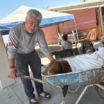 Gobierno del Bien rebasa las mil esterilizaciones gratuitas en 2025