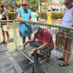 ¡Adopta, no compres! Cachorros encuentran hogar en nueva jornada de adopción