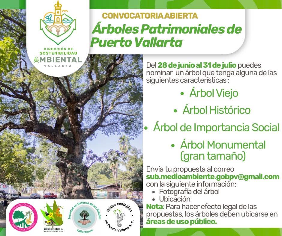 Protege un tesoro natural y nómina a un árbol con valor patrimonial de Vallarta