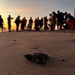 Defendamos a la tortuga marina: súmate al voluntariado en Vallarta