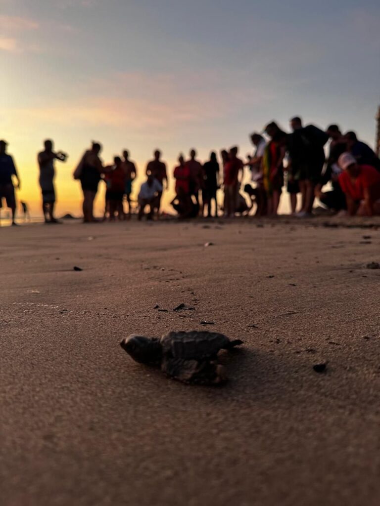 Defendamos a la tortuga marina: súmate al voluntariado en Vallarta
