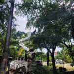 Gobierno del bien respalda a Los Tamarindos con limpieza y retiro de árboles