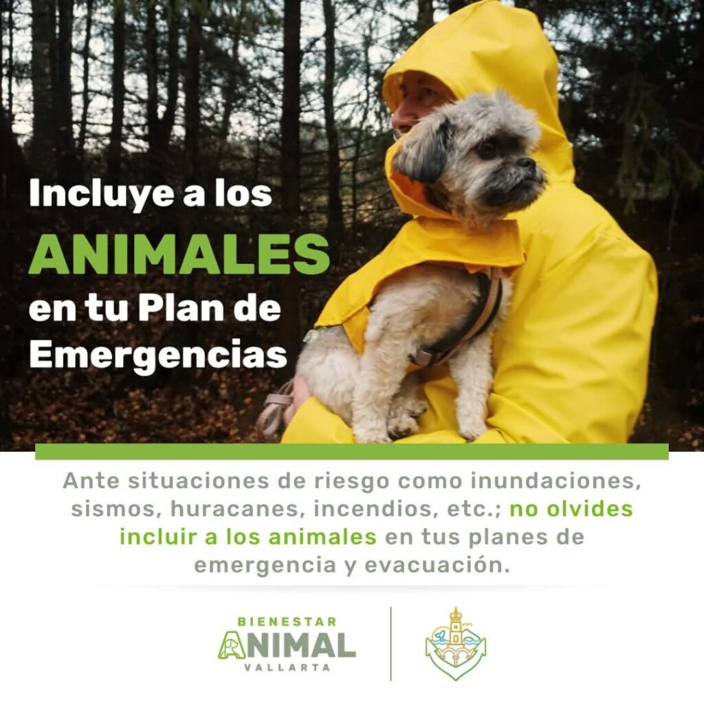 Evita extravíos: protege a perros y gatos en temporada de lluvias