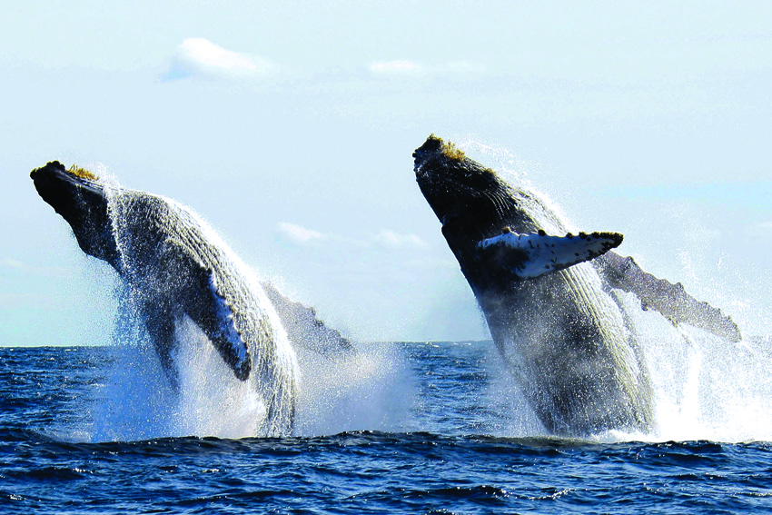 Puerto Vallarta registra más ballenas que nunca