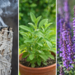 Salvia: la planta sagrada que limpia el ambiente y aporta bienestar