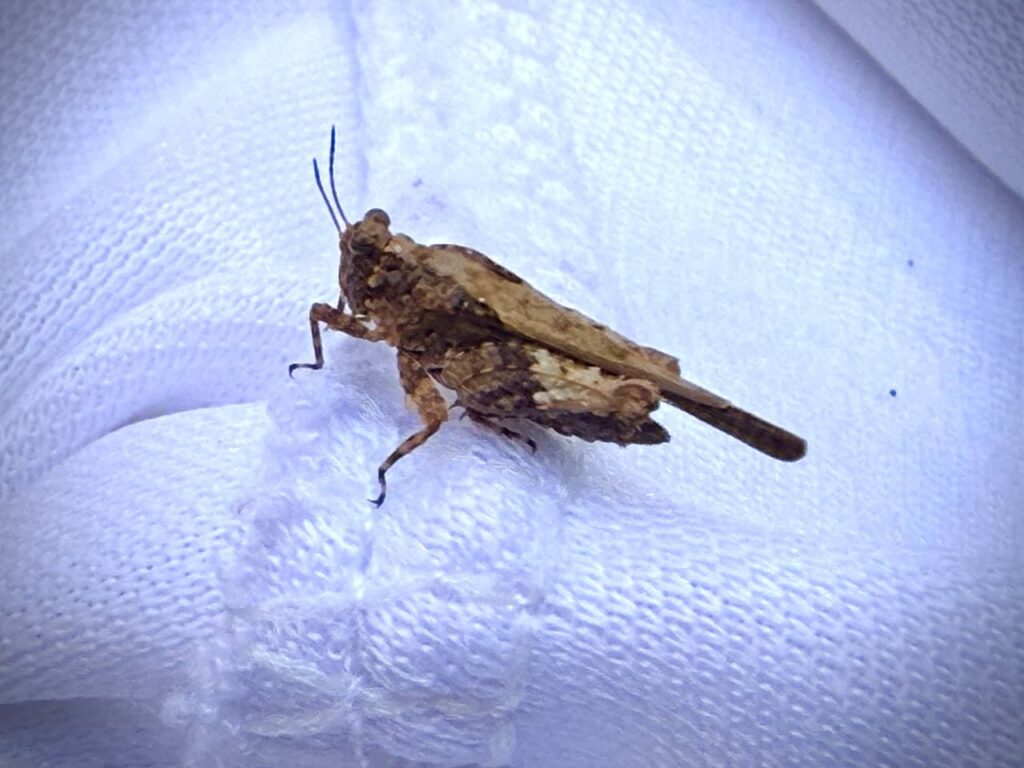 Pequeño saltamontes pigmeo sorprende en Cabo Corrientes