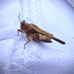 Pequeño saltamontes pigmeo sorprende en Cabo Corrientes