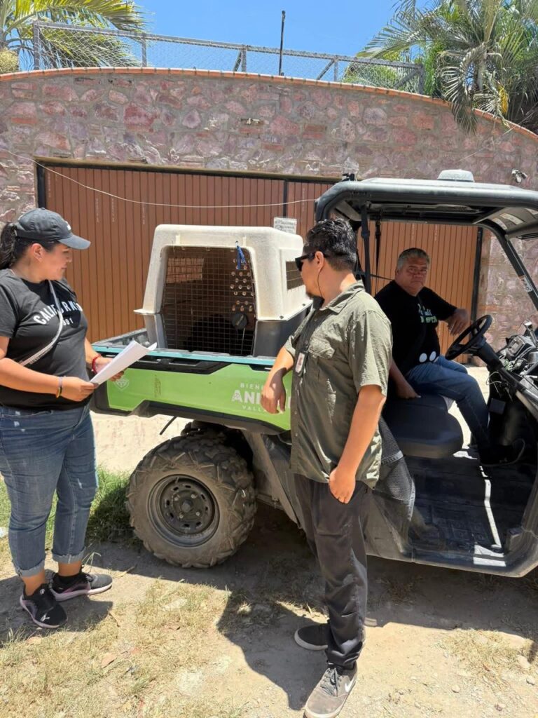 Rescata Bienestar Animal a dos caninos en situación de abandono*