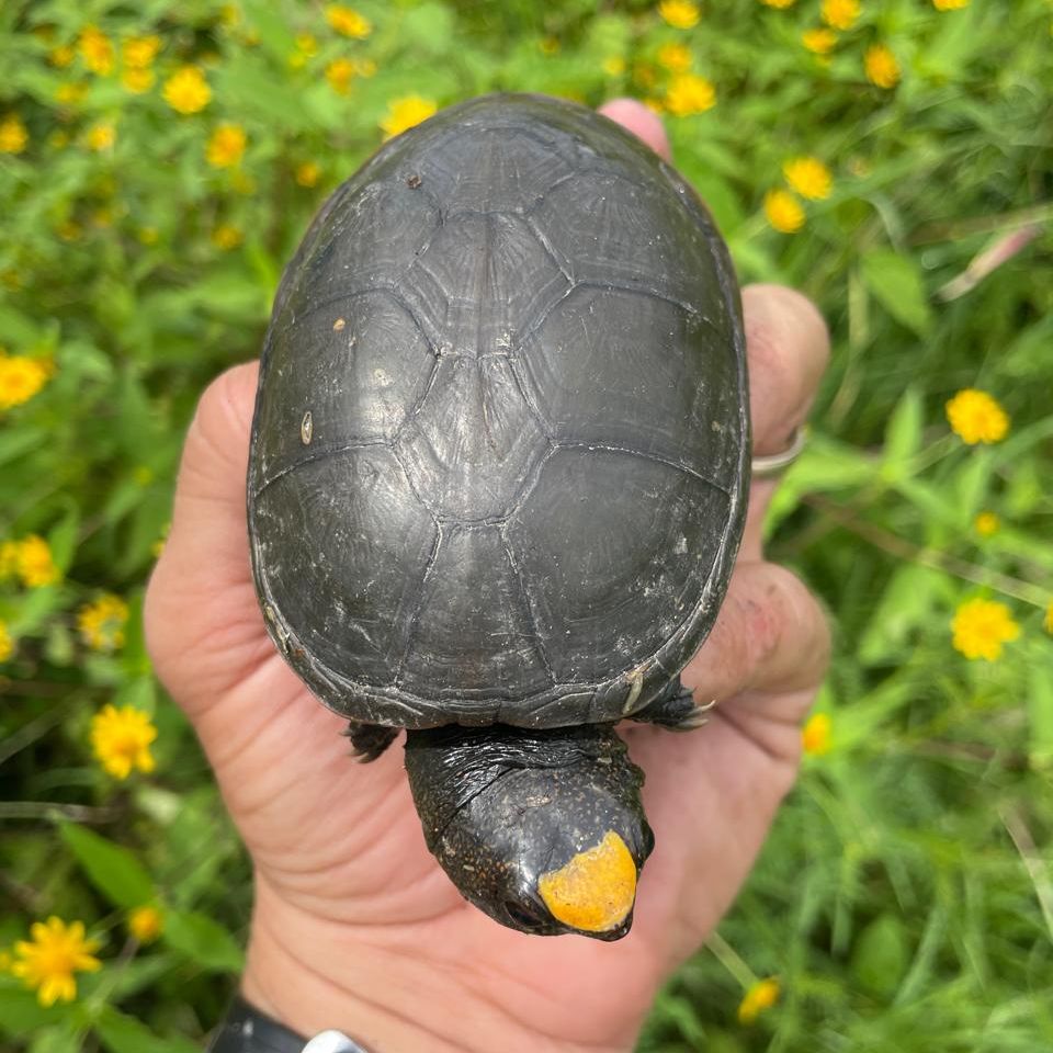Puerto Vallarta invita a correr por la Tortuga Casquito