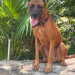 ¡Invita Bienestar Animal a jornadas de adopciones durante julio!