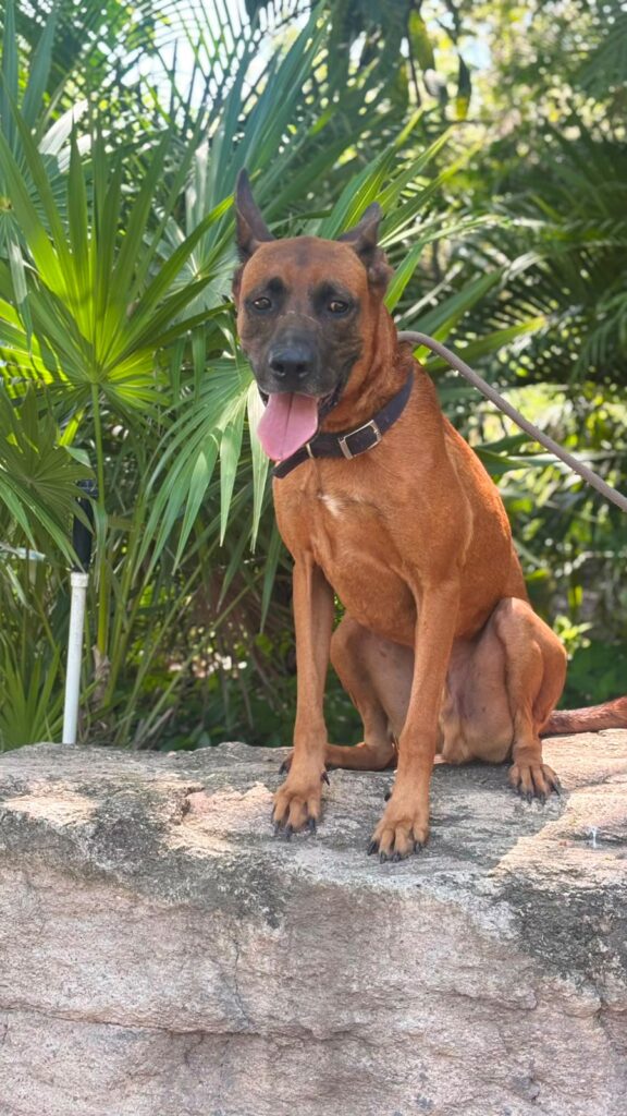 ¡Invita Bienestar Animal a jornadas de adopciones durante julio!